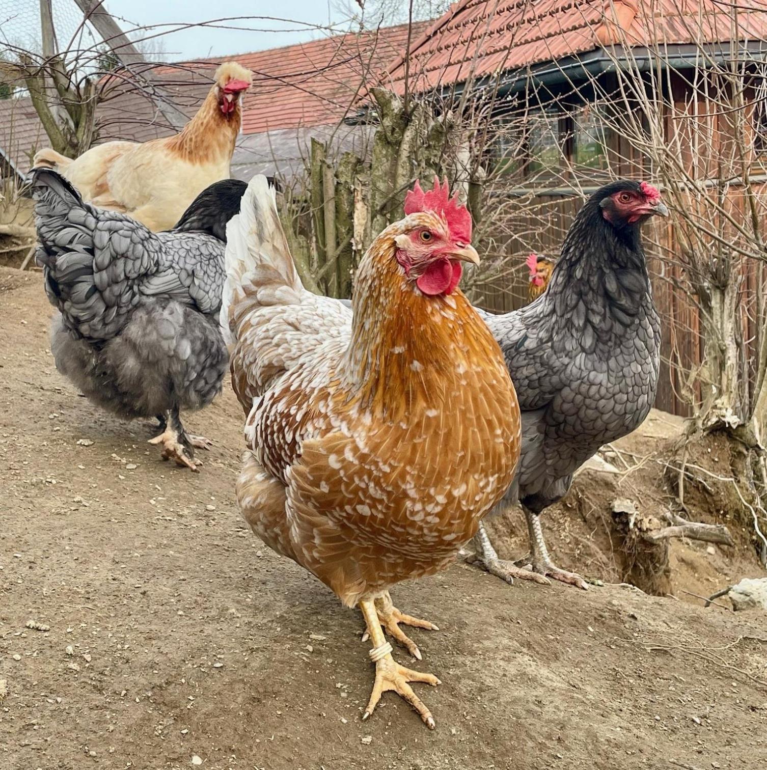 Little Farm Apartments Feldkirchen in Kärnten المظهر الخارجي الصورة