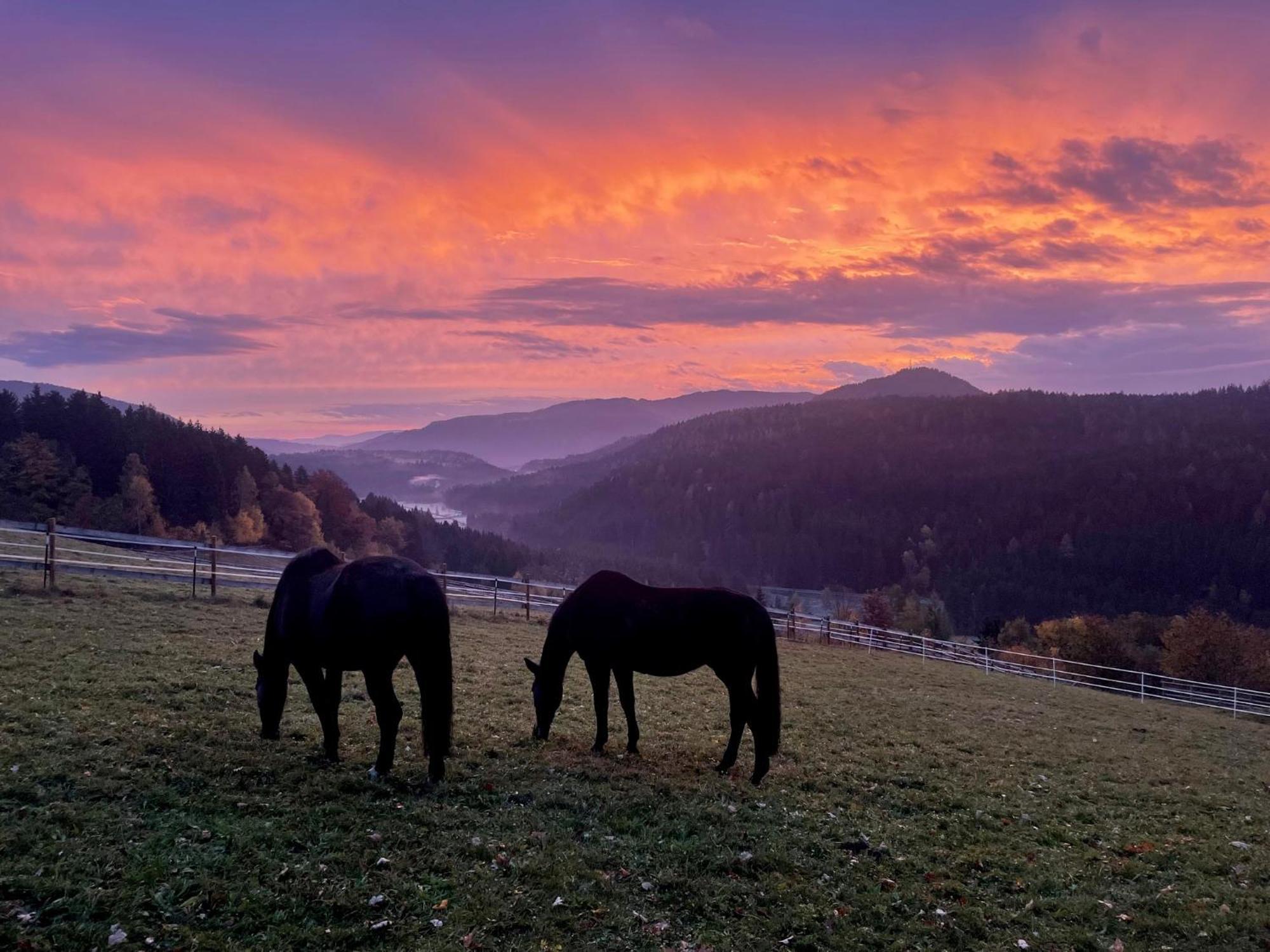 Little Farm Apartments Feldkirchen in Kärnten المظهر الخارجي الصورة