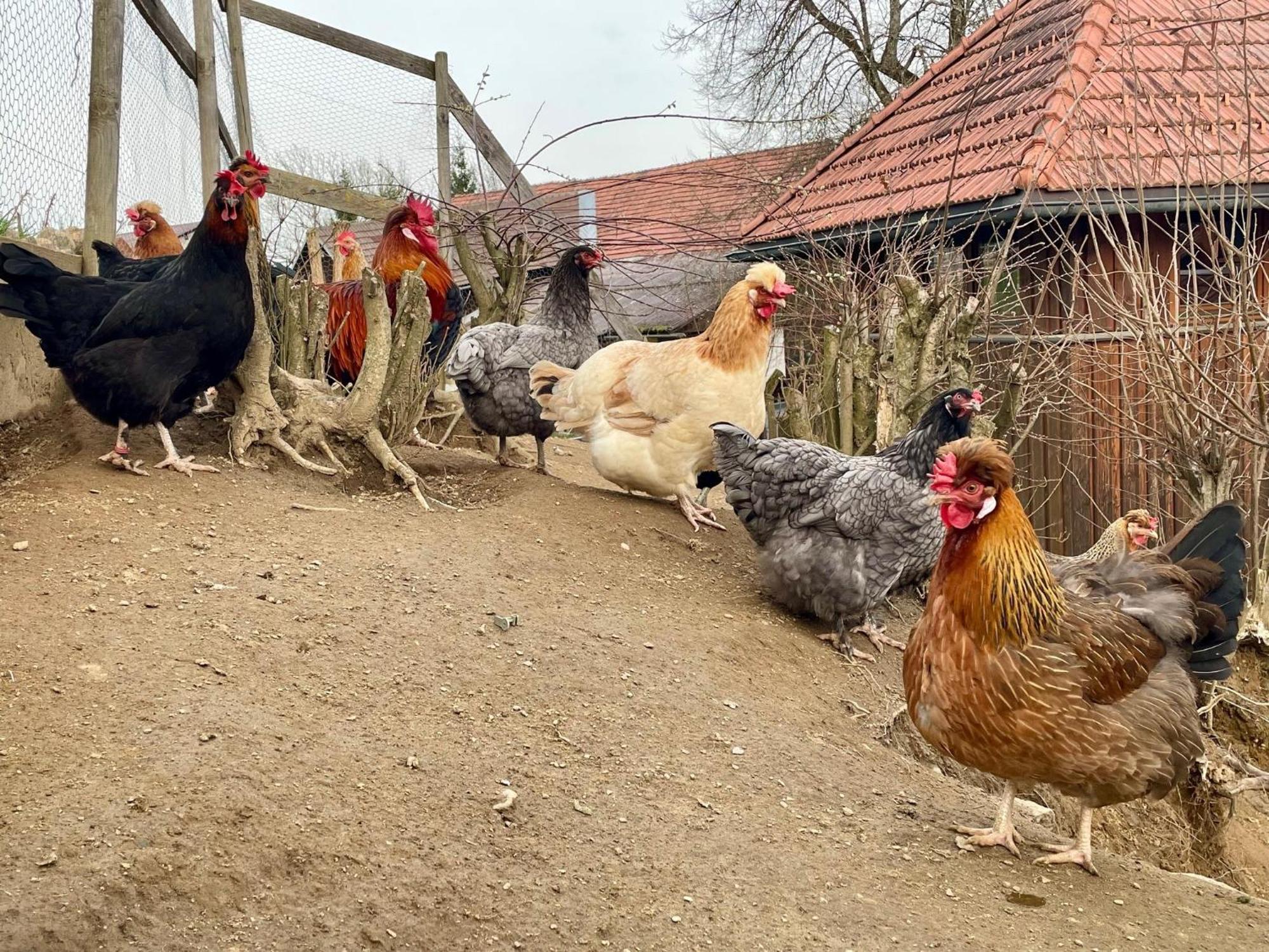 Little Farm Apartments Feldkirchen in Kärnten المظهر الخارجي الصورة